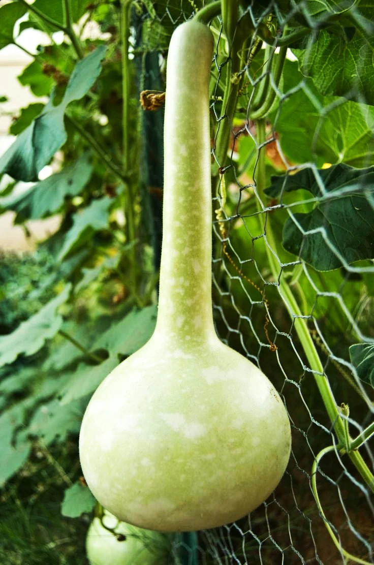 Long-Handled Dipper Gourd Seeds – For 2025 Planting Lagenaria Bottle Ornamental