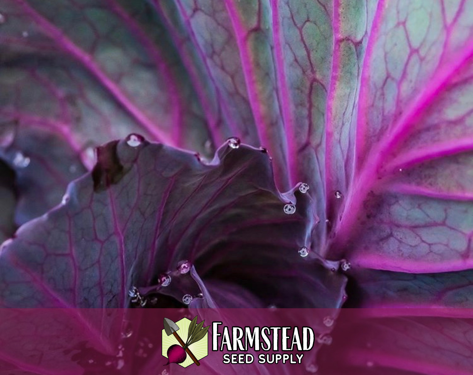 2,200+ Cabbage Seeds [Red Acre] Vegetable Gardening Seed, Heirloom, Non-GMO, USA