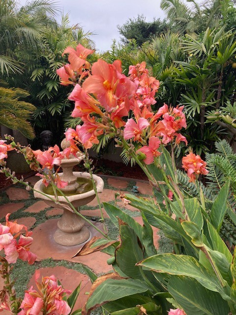 Canna seeds