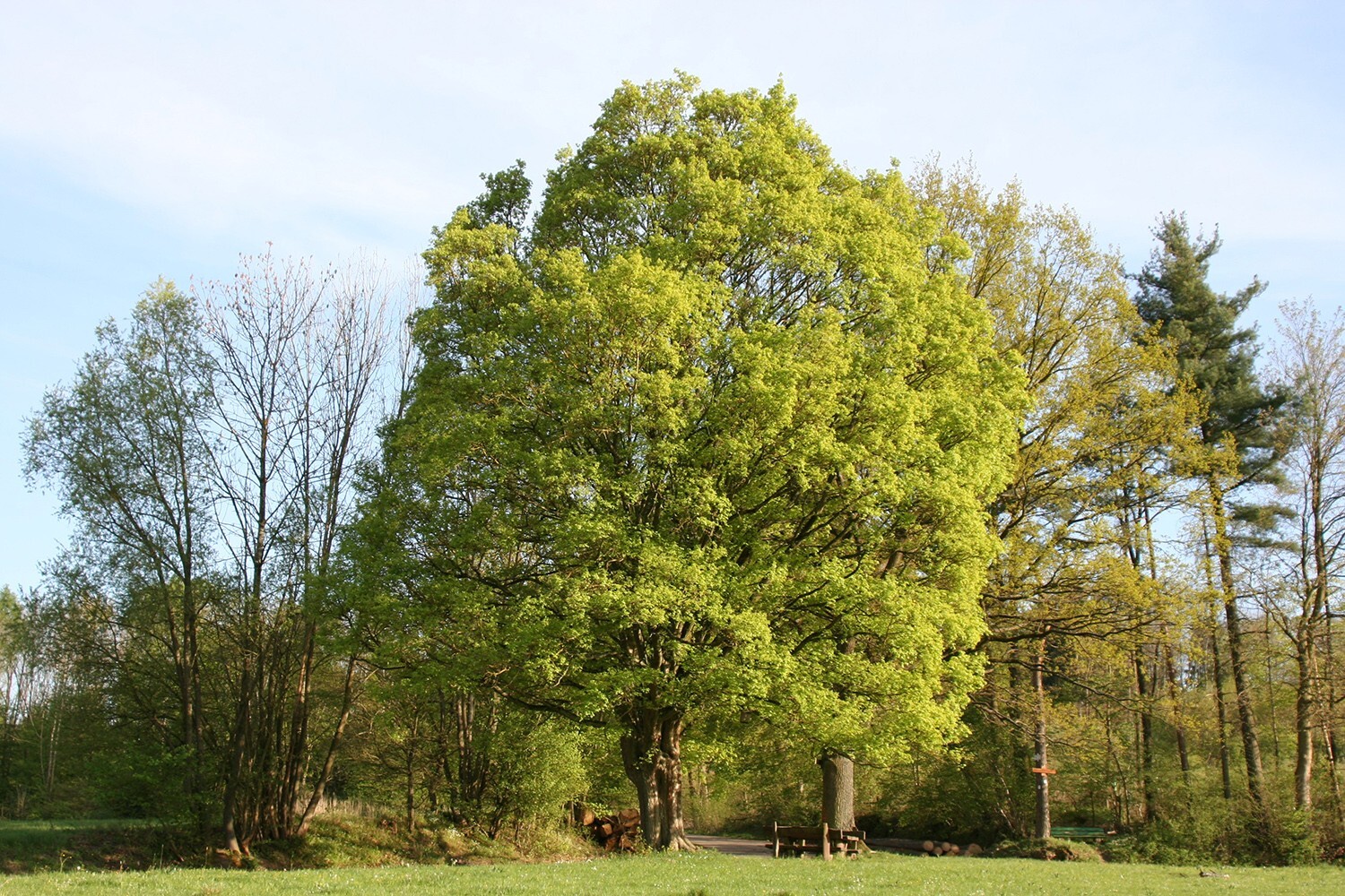 Field Maple Tree | Premium Seeds | Acer campestre ‘Fall’ | Plants’®