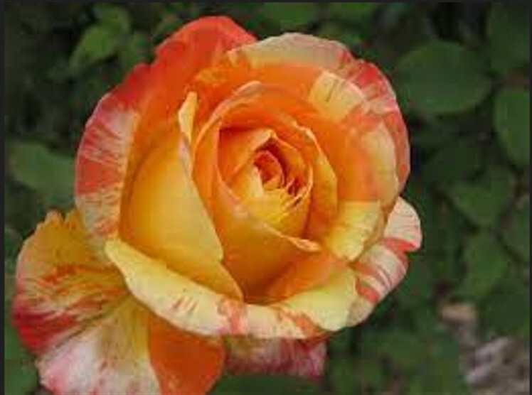 30+ Seeds|Orange White Flower Perennial Rose Seeds #1054