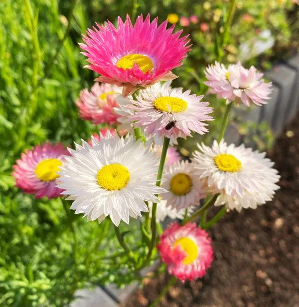 Giant Flowered Mix Paper Daisy Seeds – For 2025 Planting Mixed Colors Sunray
