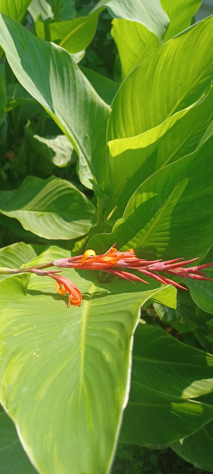 Orange Canna Lily Bulbs. (6 Bulbos de coyoles anaranjados (6) green leaf
