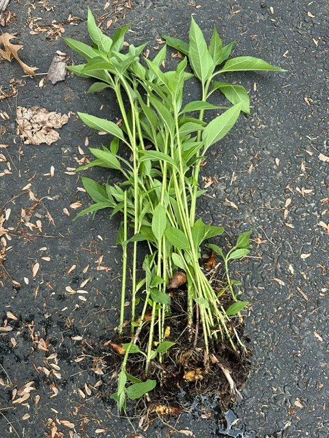 Jerusalem Artichoke (Helianthus tubersosus) Live Plant, Earth Apple, Sunchoke洋姜