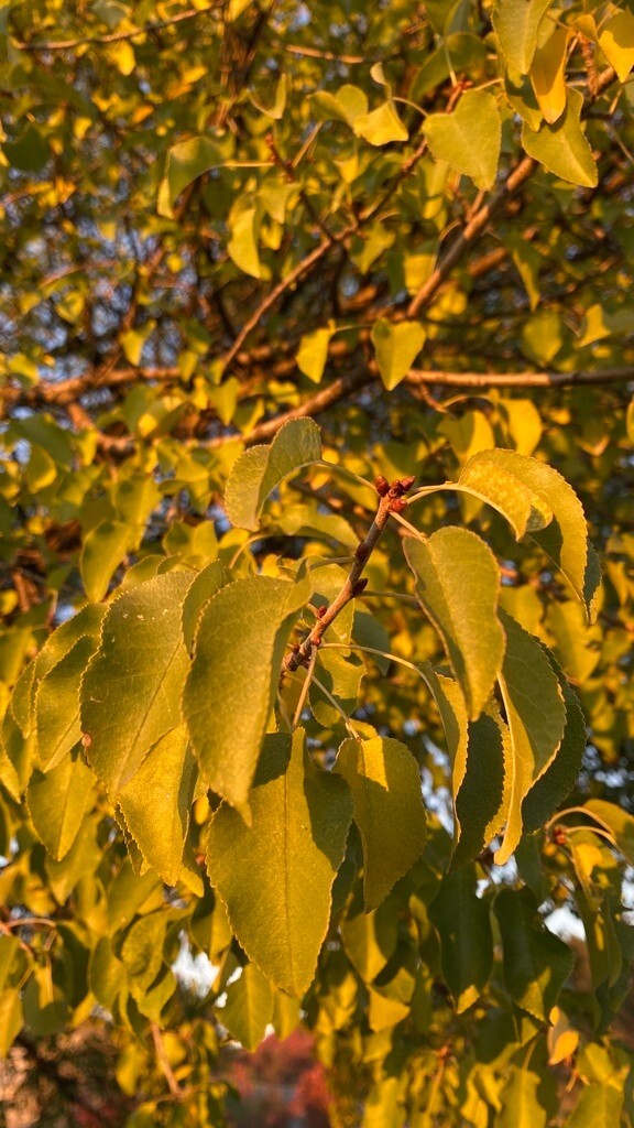Arabian Cherry Tree | Premium Seeds | Prunus mahaleb ‘Fall’ | Plants’®