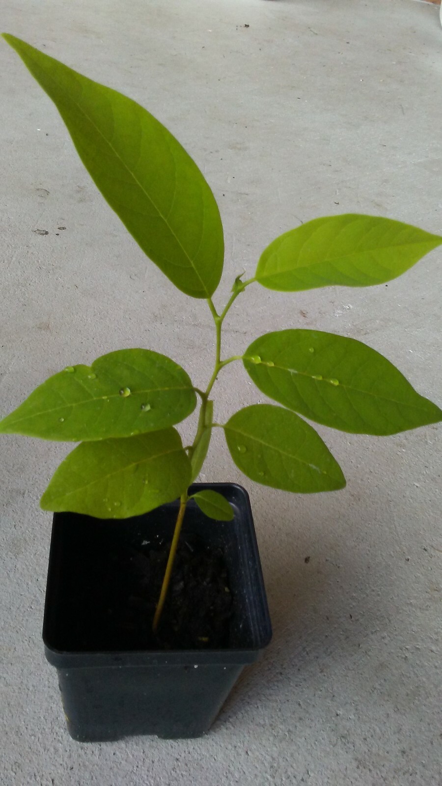 Live Apple Sugar Seedling Annona Squamosa Custard Fruit Tree Na, Mãng cầu dai