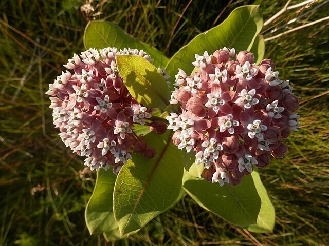 PINK MILKWEED 101 SEEDS, COMMON MILKWEED, ASCLEPIAS SYRIACA, MONARCH BUTTERFLIES