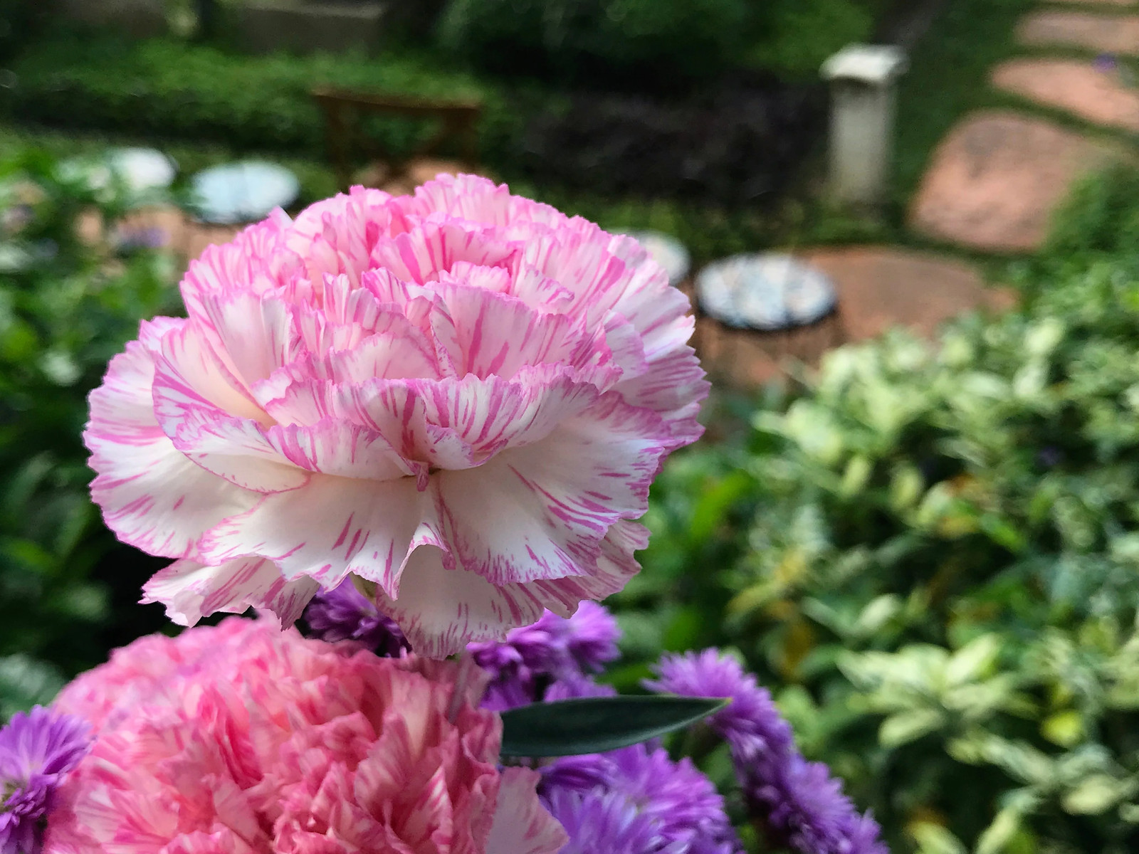 50 PICOTEE MIX CARNATION Dianthus Caryophyllus Bicolor Striped Flower Seeds