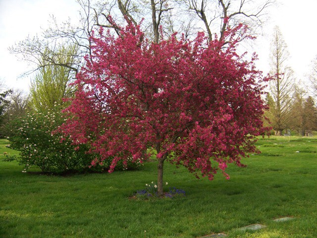 French Wild Apple Tree | Premium Seeds | Malus sylvestris ‘Spring’ | Plants’®