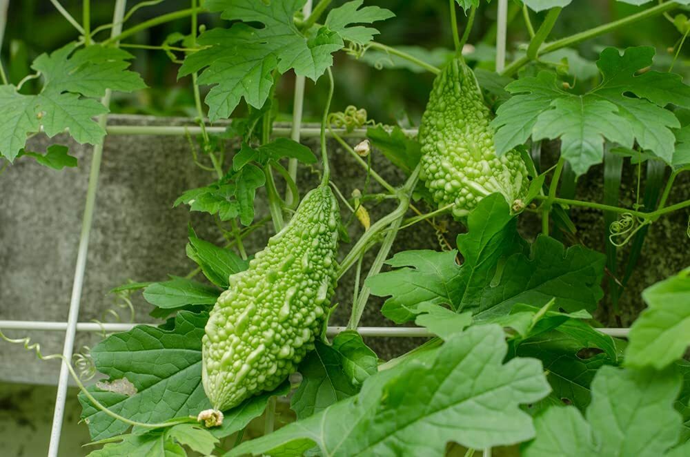 20 Green Bitter Gourd Vine Seeds for Planting Bitter Melon Gourd