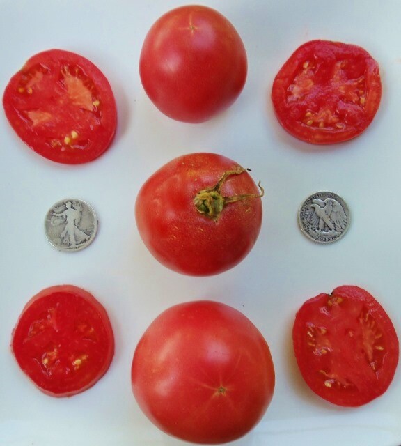 Arkansas Traveler – Heat Resistant – +25 Seeds – Buy any 3 varieties, 20% off!