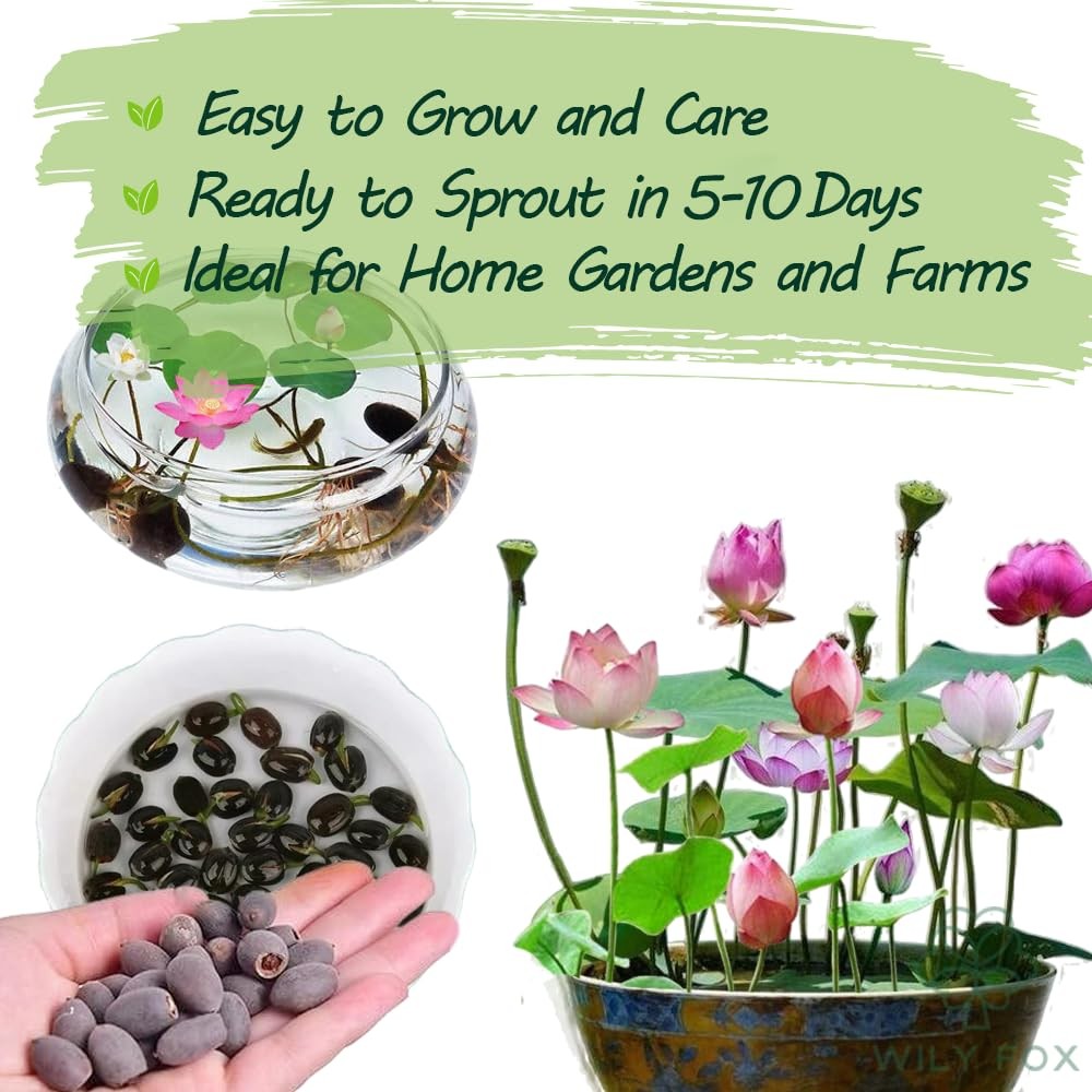 Rare Lotus Seeds for Planting – 15 Pre-Cut Bonsai Lotus Flower Seeds in Water…