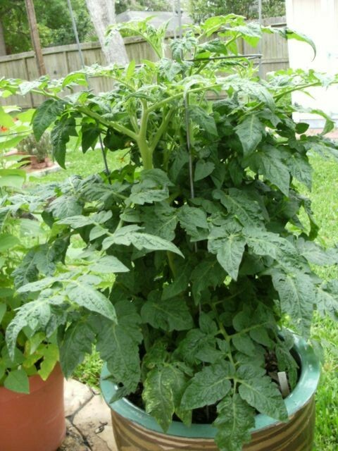 25+Patio BUSH TOMATO Seeds Organic Compact 36″ Plant Vegetable Garden Container