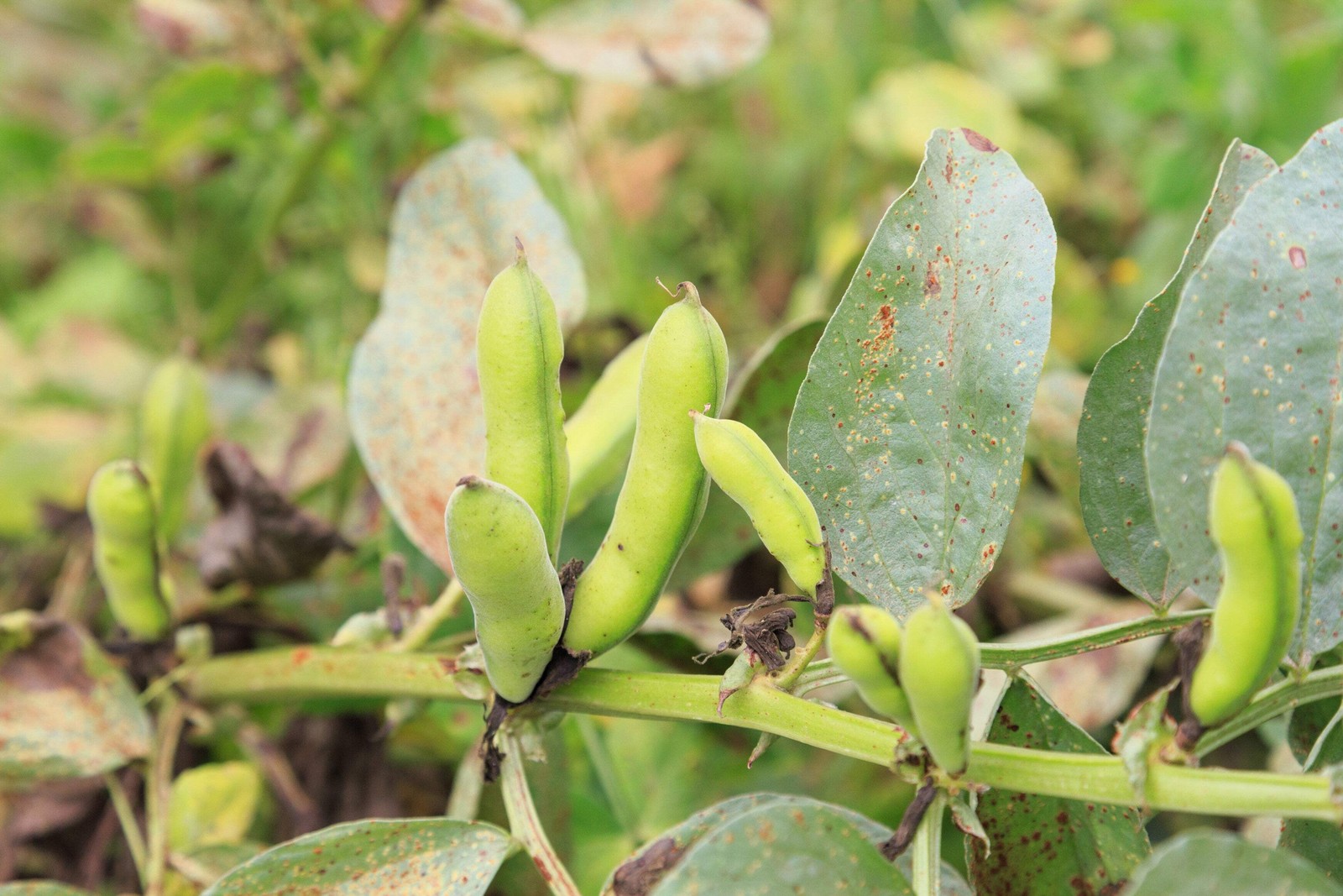 20 FORDHOOK LIMA BEAN Phaseolus Lunatus Bush Bean Vegetable Seeds