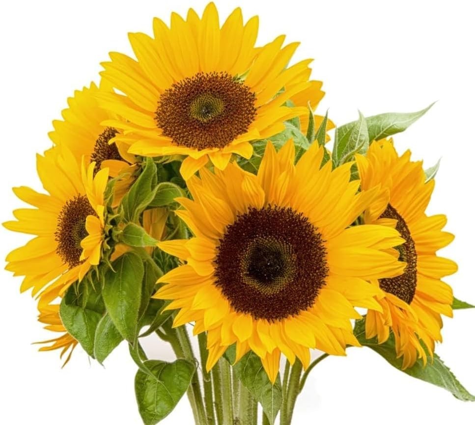 100 Count Dwarf Sunflower Seeds for Vibrant Indoor and Outdoor Gardens
