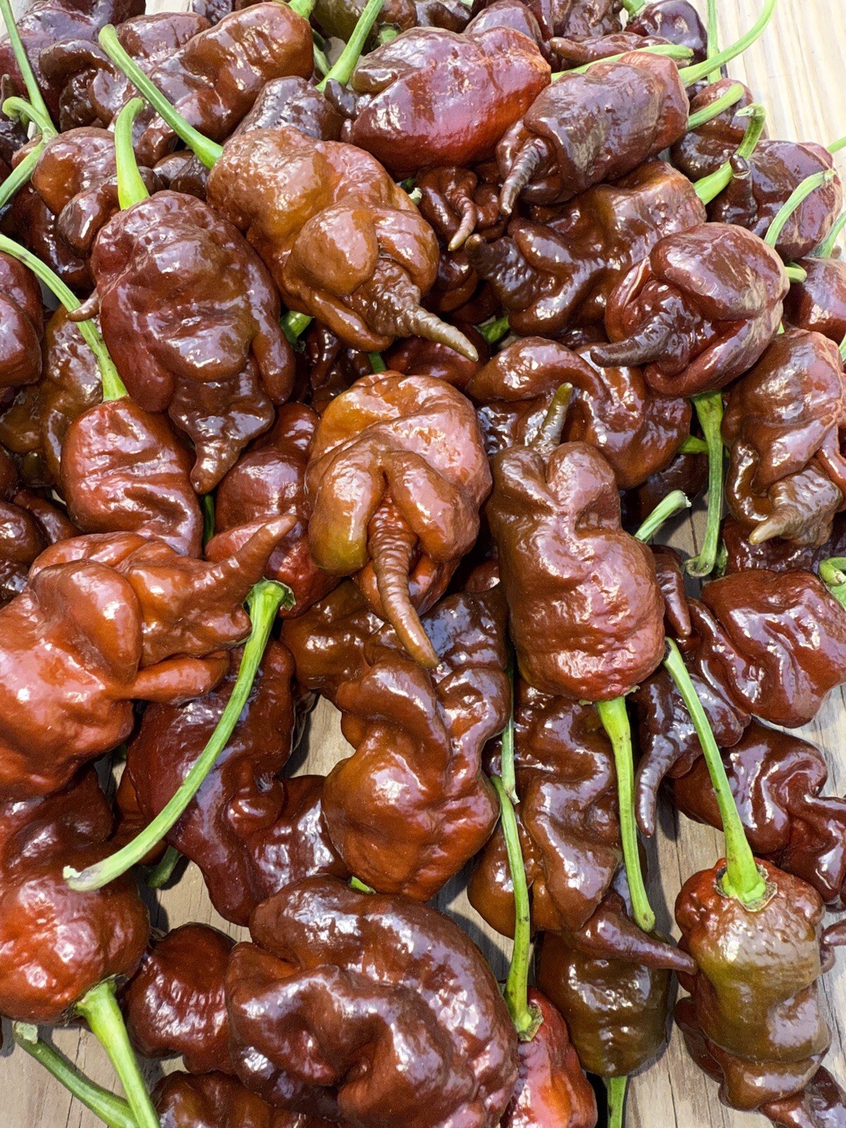 10+ Chocolate Primotali SUPERHOT Organic Pepper Seeds 2025 Harvest Free Shipping