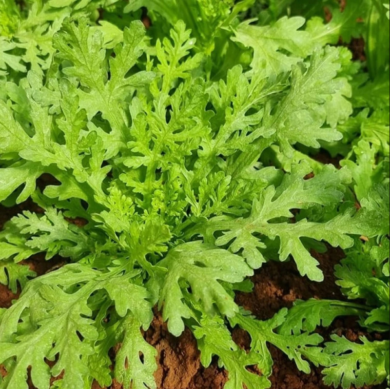 20 Gr (3500 Seeds) Chrysanthemum Greens Seeds for Planting, Tong Ho Choy Seeds