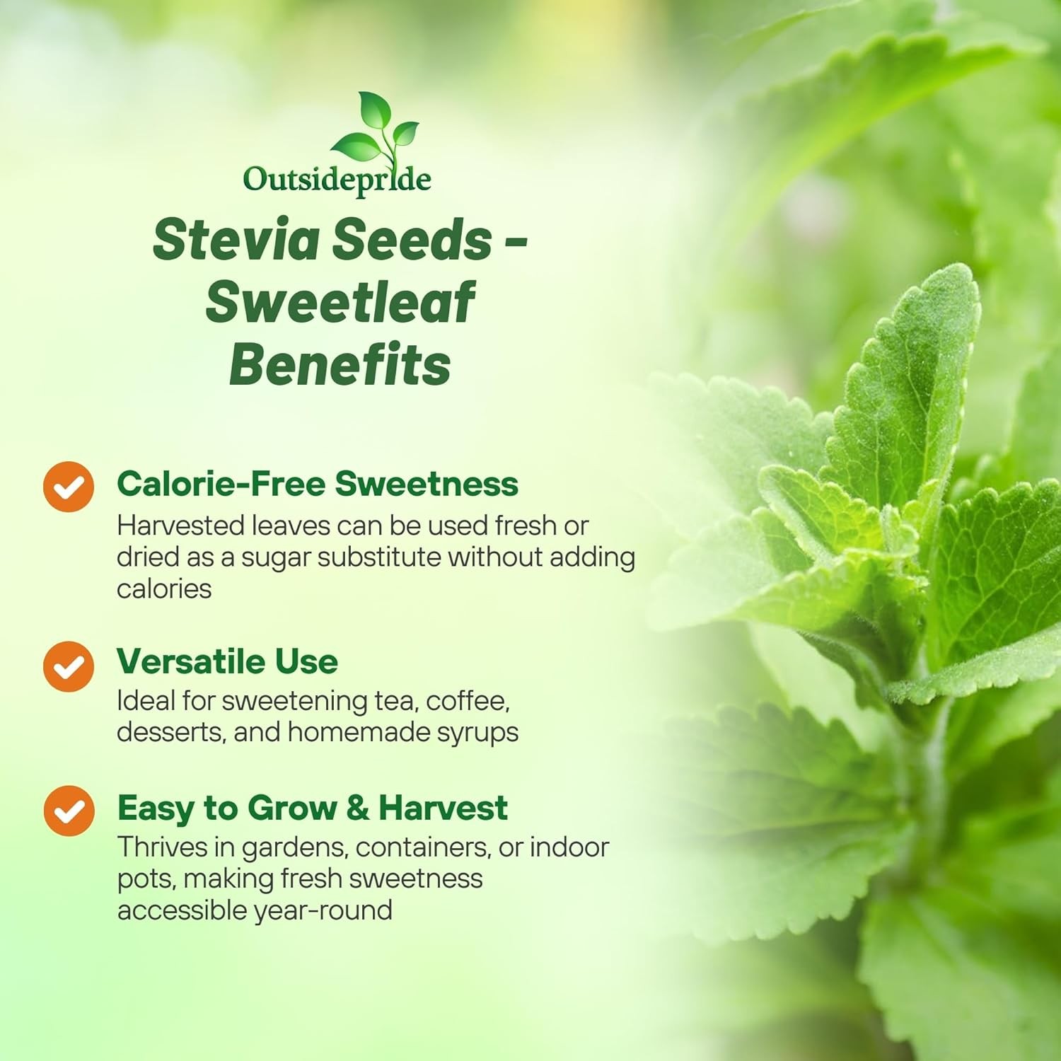 100 Seeds Stevia Seed – Sweet Leaf Herb Seeds