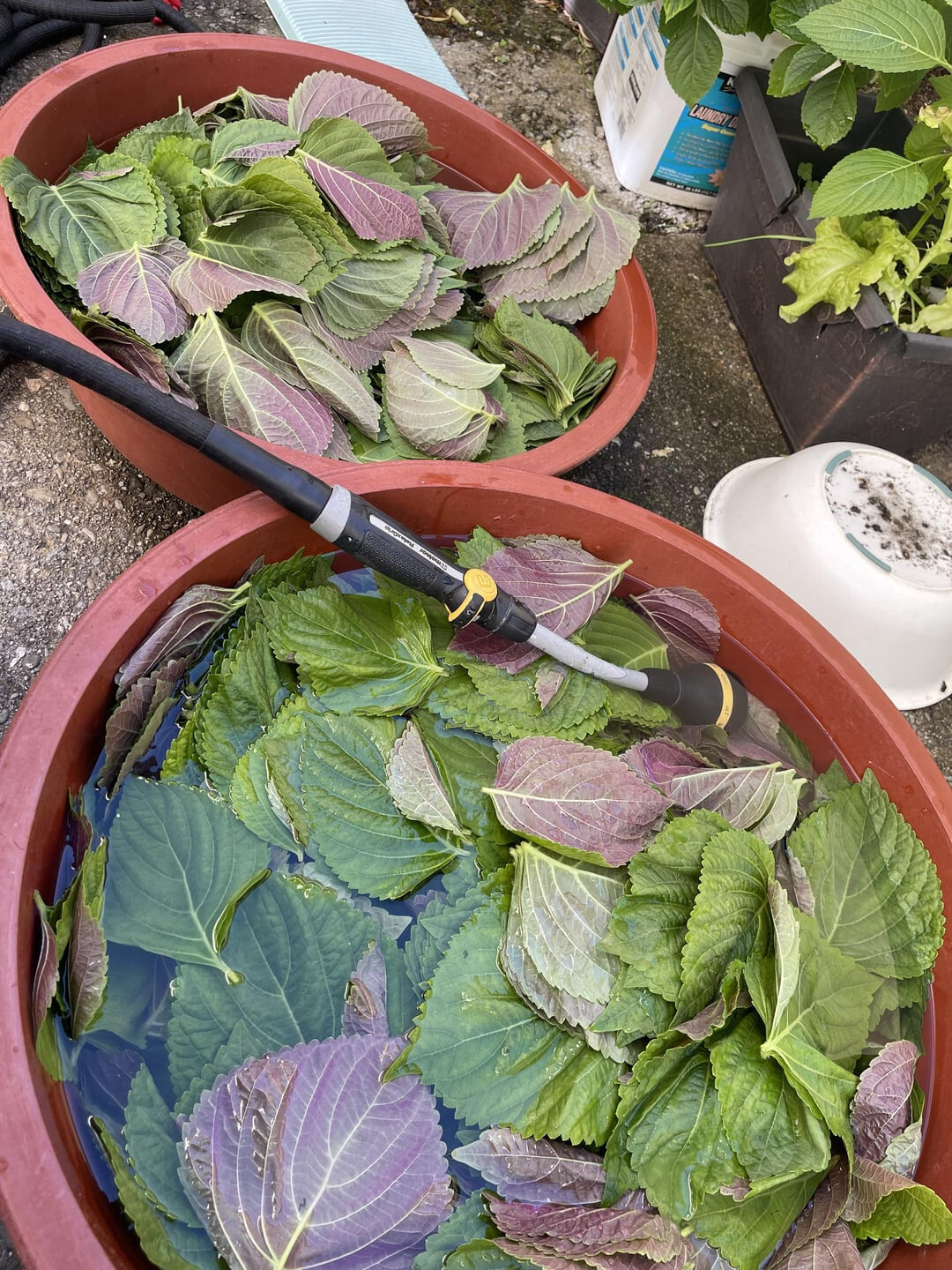 Korean Shiso Herb Seeds (Perilla) – 70 Days – Warm Season Annual by Mai’s Family