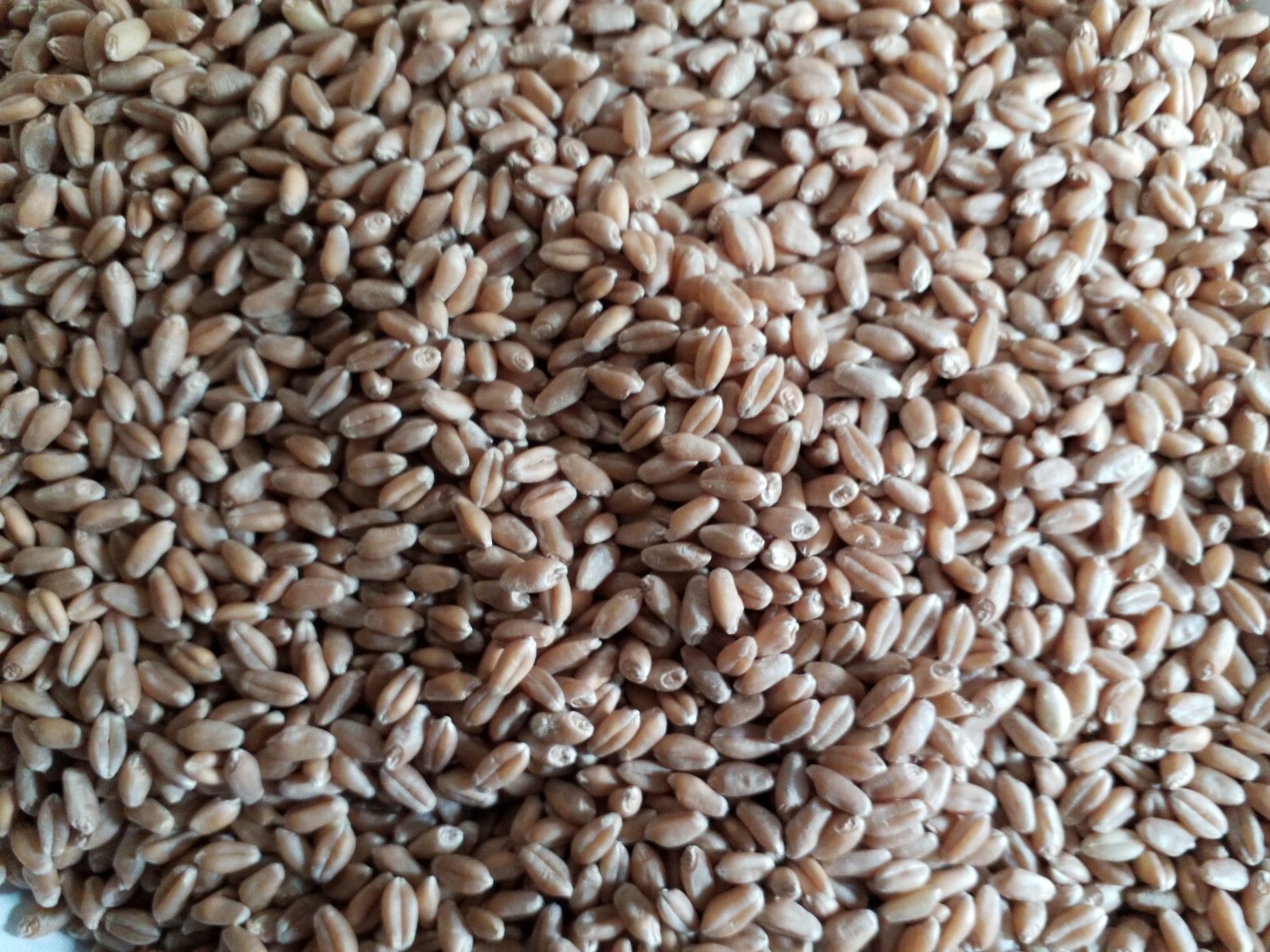 1 Lb (16 ounces) Semillas de Trigo Orgánicas/Organic Wheatgrass Seeds