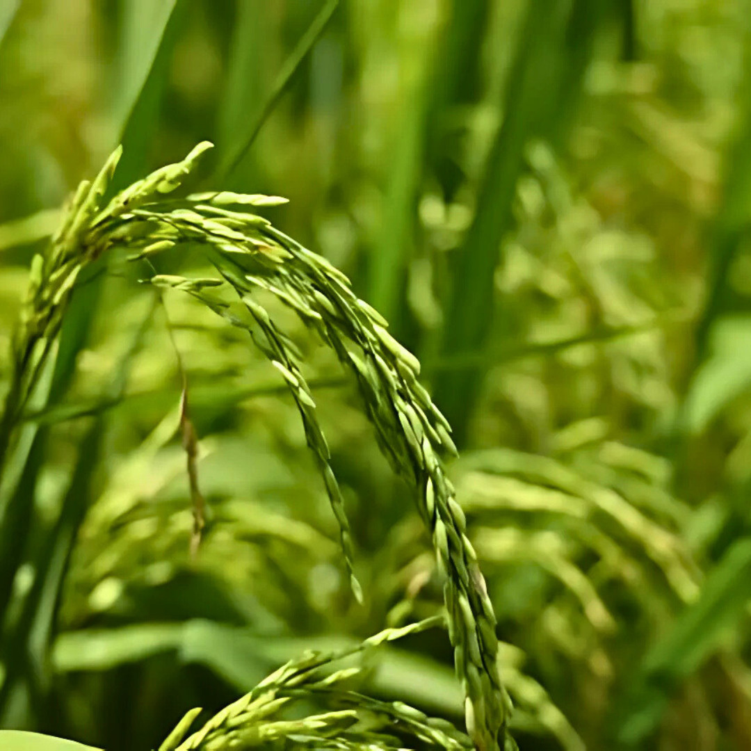 Fresh Thai White Sticky Rice Seeds | Nuo Dao Zhong Zi | Heirloom Non-GMO | Grain