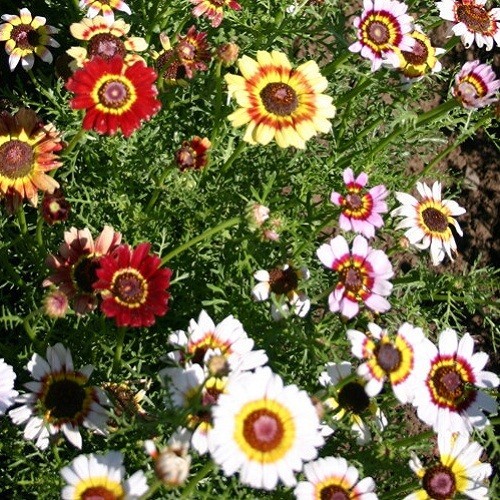 500-5,000 Painted Daisy Chrysanthemum carinatum Seeds EZ 2 Grow, Prolific Blooms
