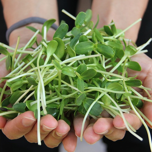 151 Varieties!56,000+Seeds Non-Gmo GARDEN SURVIVAL SEED CACHE WITH $30 HERB PACK