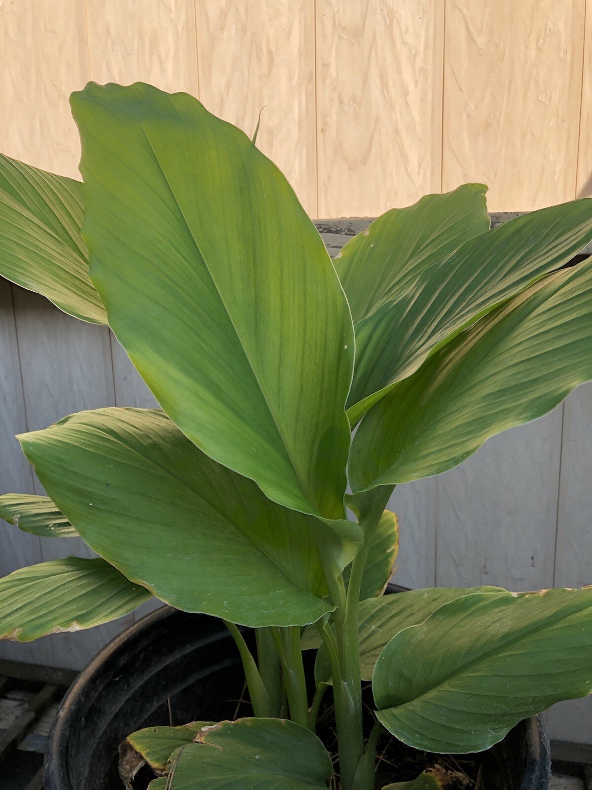 5pcs Fresh Turmeric Roots Curcuma Longa Ready To Plant