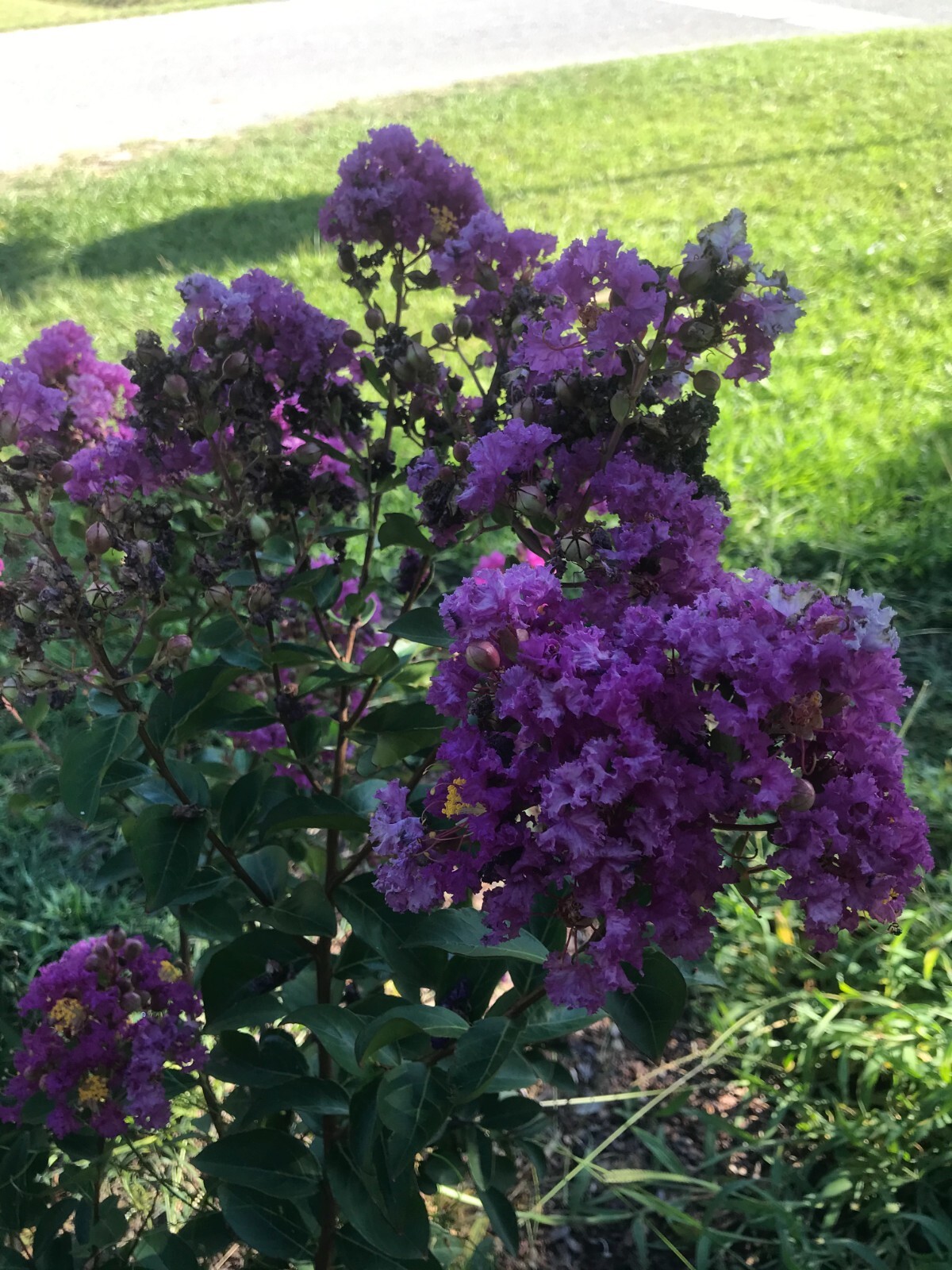Dwarf Crape Myrtle | Dwarf Purple Velvet | 20 seeds