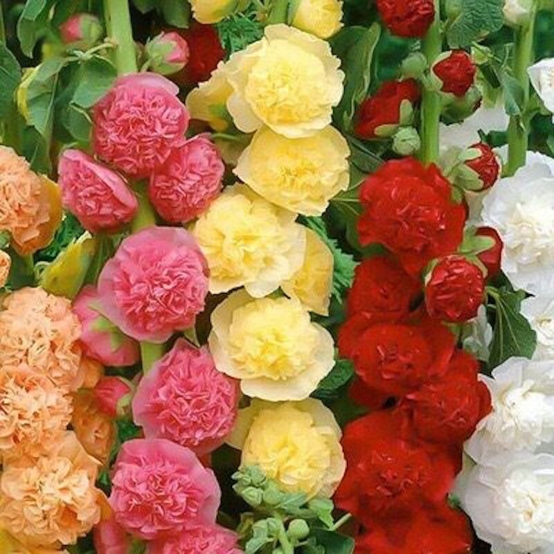 20 SEEDS for Black Deep Red HOLLYHOCK rare flower bed exotic plant USA Seller