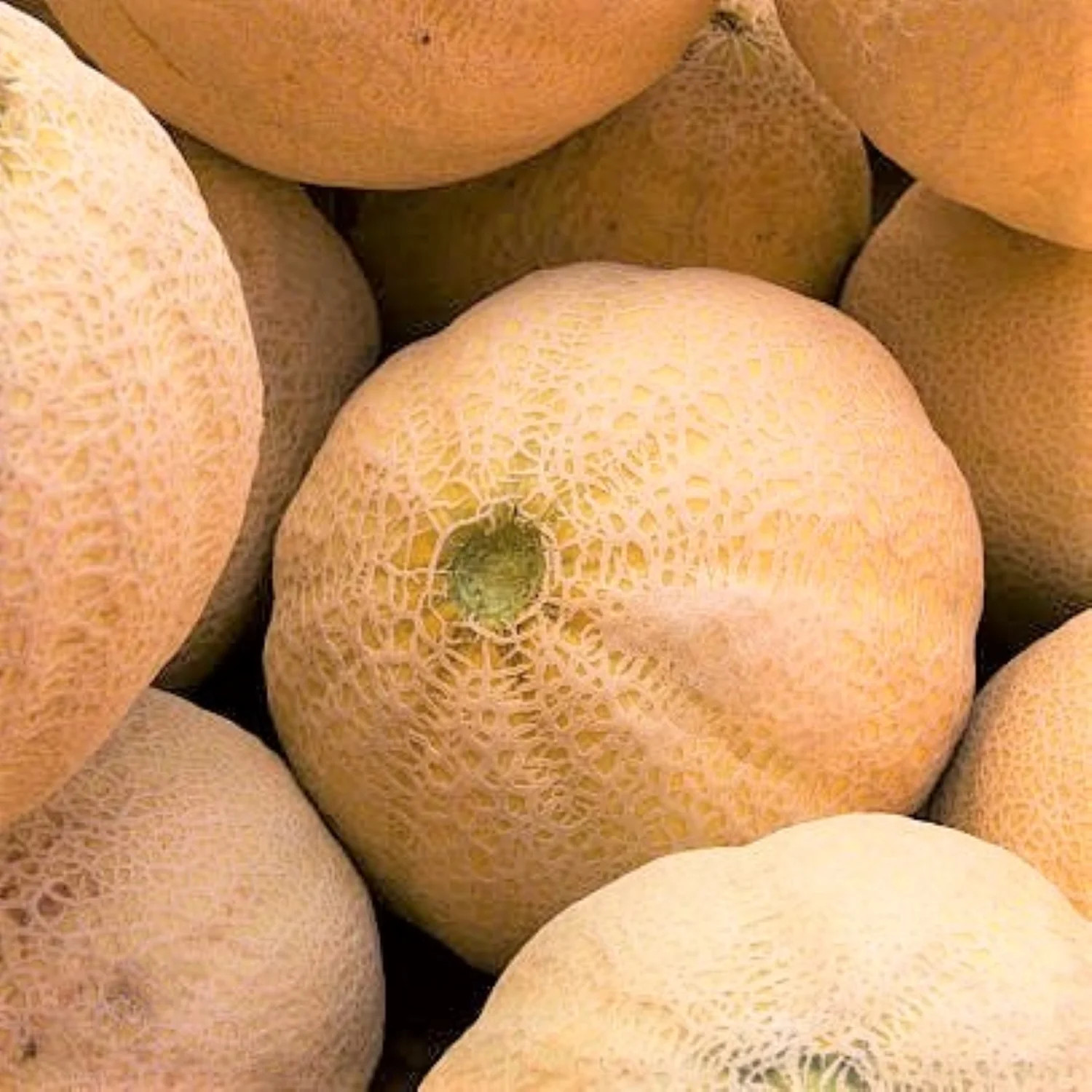 Honey Rock Cantaloupe Seeds | Sweet Orange Muskmelon Melon Fruit Seed Fresh 2024
