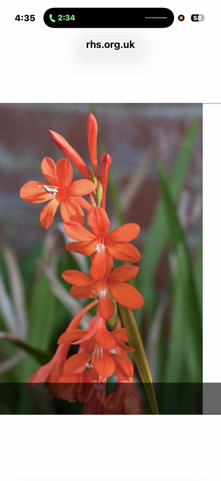 Watsonia Bulbs Orange 5 for $10