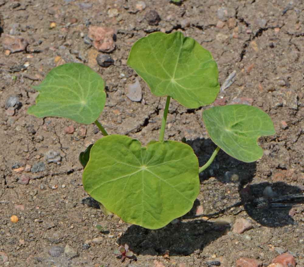 35 Nasturtium Flower Seeds ‘Peach Melba’ Tropaeolum nanum