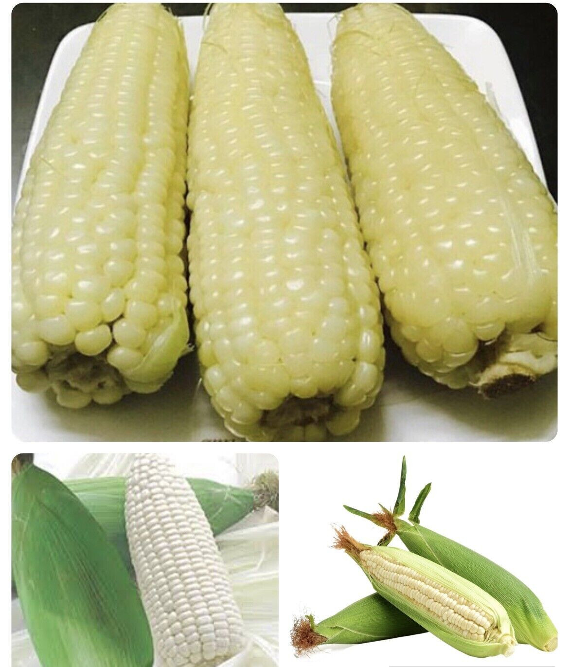 10GR = 30+ PCS WAXY CORN WHITE EXTRA STICK SEEDS , BẮP NẾP NÙ SIÊU DẺO, 糯玉米