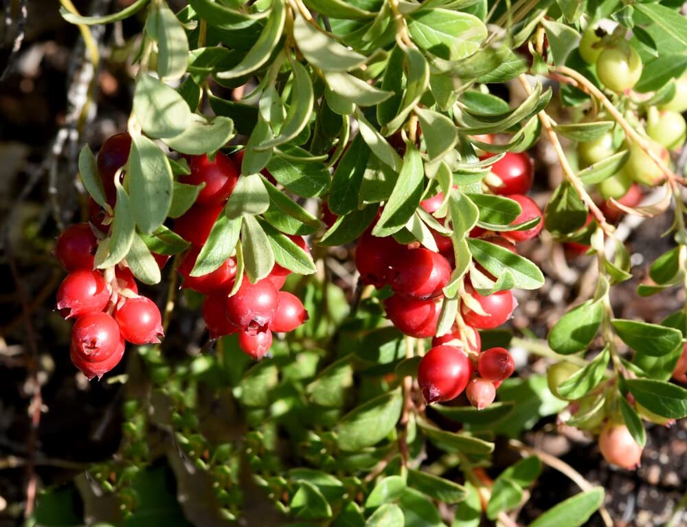 100 American Cranberry Bush Seeds for Planting – Vaccinium macrocarpon
