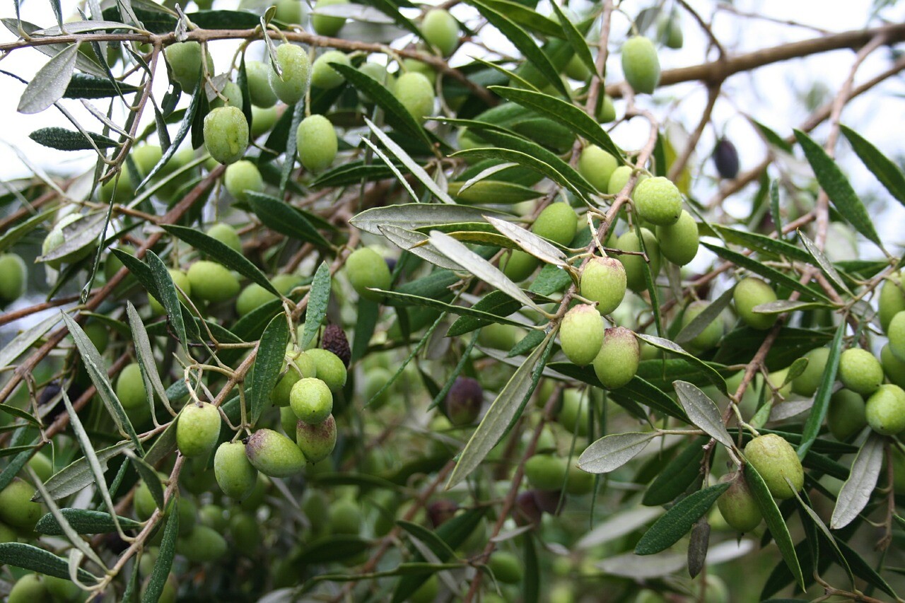Common Olive Tree Seeds (Olea Europaea), 15 seeds