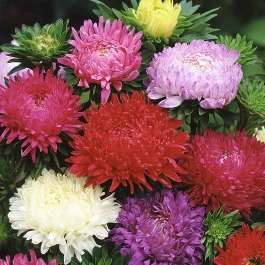 Aster PEONY DUCHESS Mixed Colors Mother Nature’s Seeds USA Non-GMO 200 Seeds