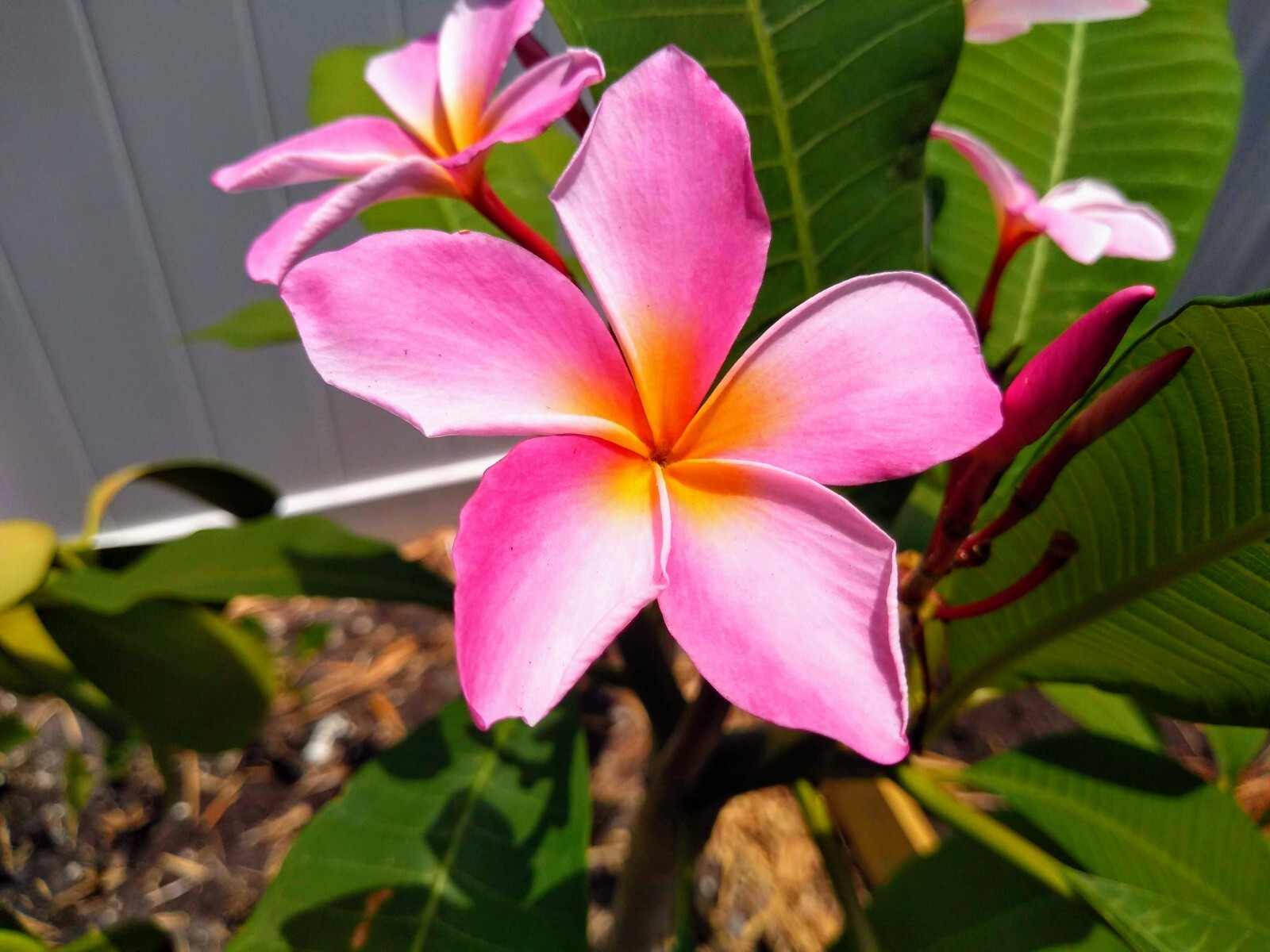 Plumeria Frangipani LIGHT PINK Hawaii Lei Flower Tree 10 Seeds FL Fresh 2024