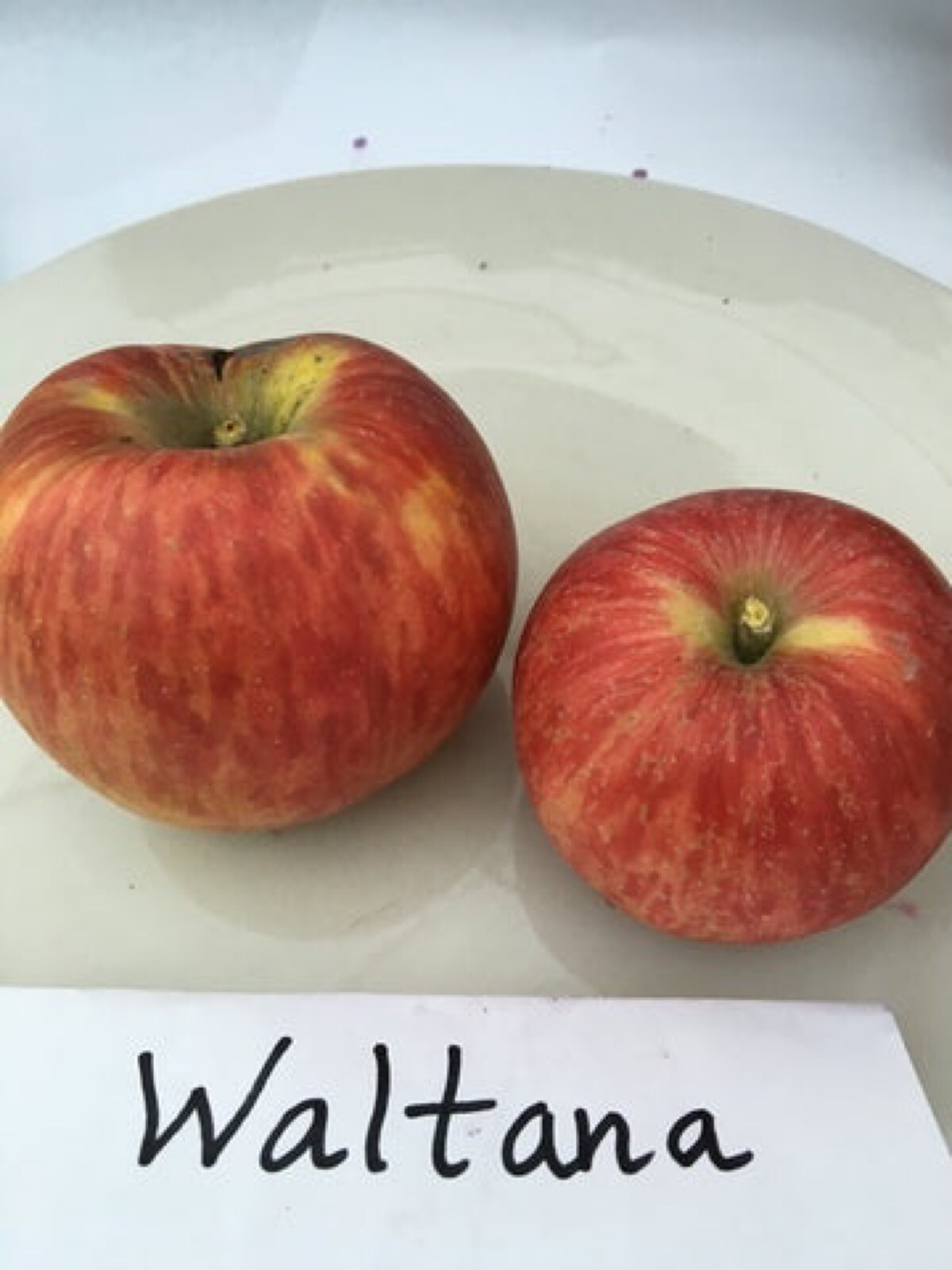 Waltana apple tree grafted 5x5x12 inches pot size 1 year old