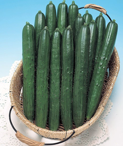 100+ Southern Delight Cucumber Seeds — Japanese — Large Yields———– RARE