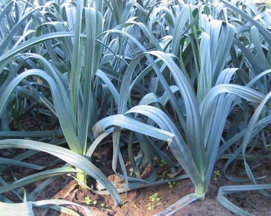 Giant Musselburgh Leek Seeds, Scotch Giant, Aprox 300 Seeds Free Shipping!