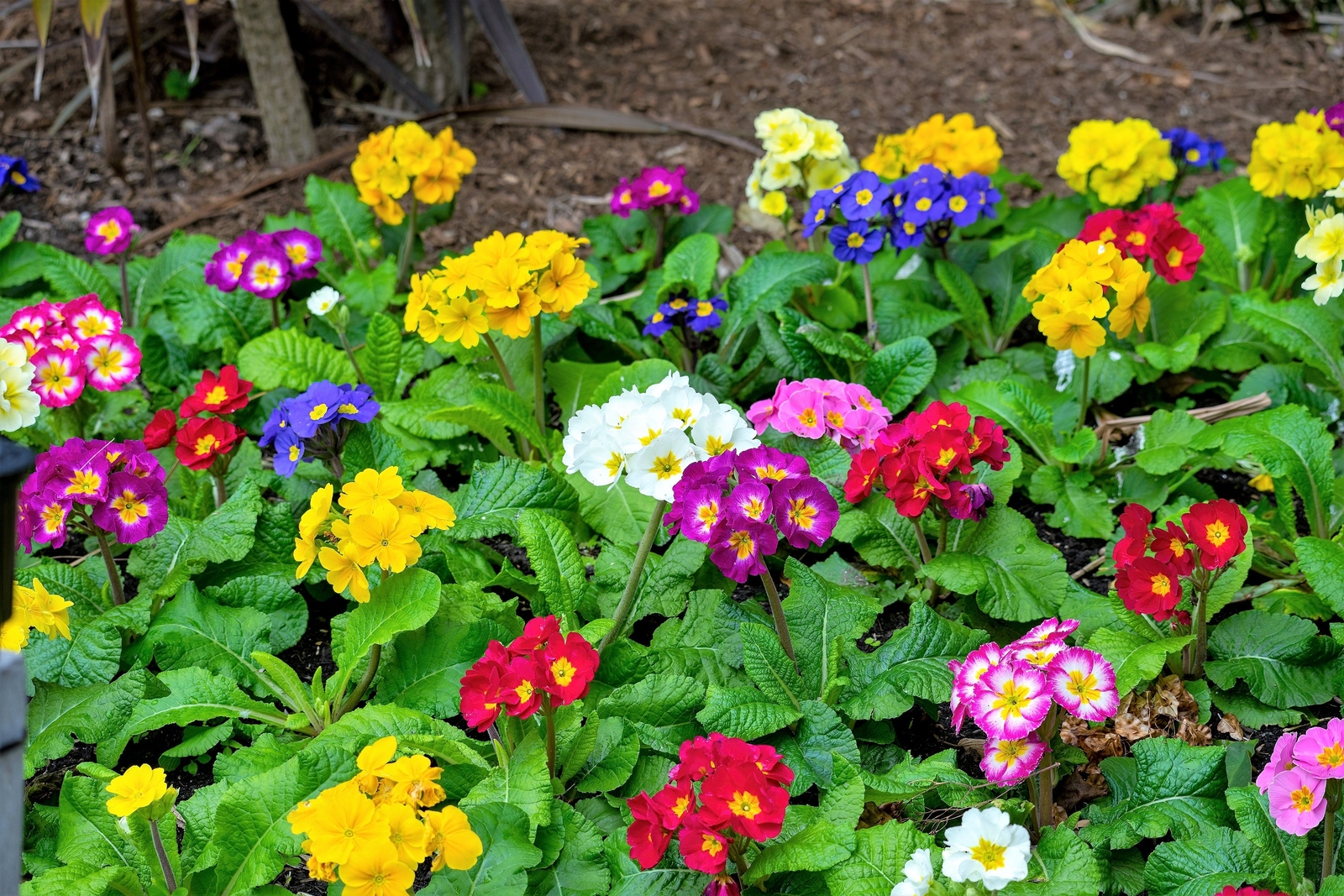 50 MIXED ENGLISH PRIMROSE Primula Vulgaris Acaulis Shade Houseplant Flower Seeds