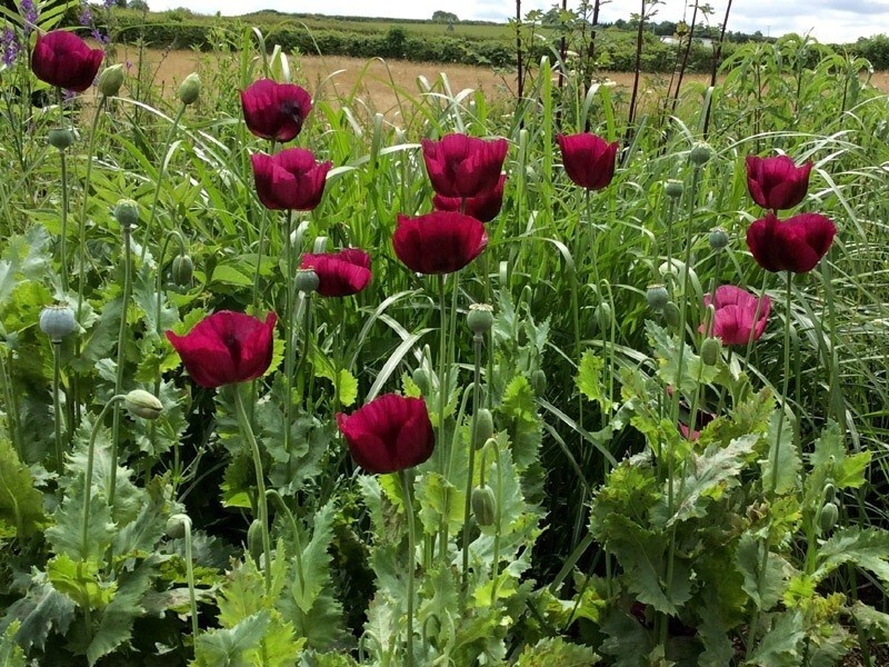 Lauren’s Grape Poppy Seeds (Papaver Somniforum) 1500 Seeds!