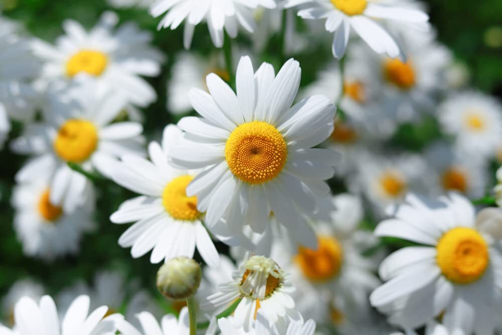 Roman Chamomile Seeds for Planting (500 Seeds) – Anthemis nobilis