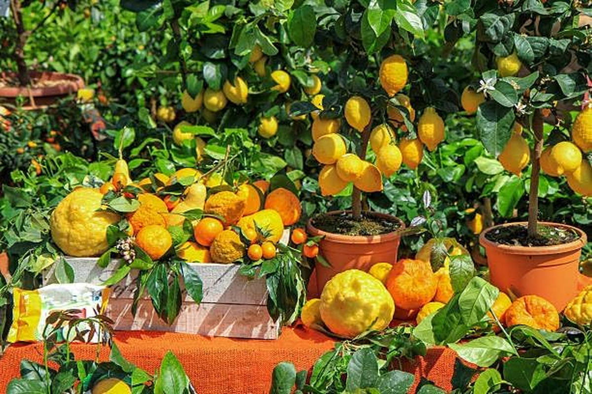 Mix Bonsai Fruit Seeds for Planting – 5 Variety Individual Packs: 40+ Lemon