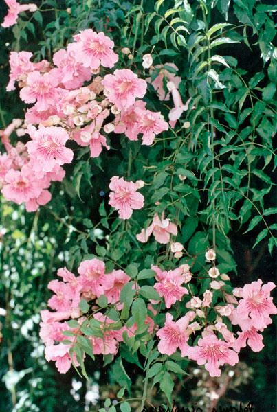 Podranea ricasoliana | Pink Trumpet Vine | Zimbabwe Creeper | 20 Seeds