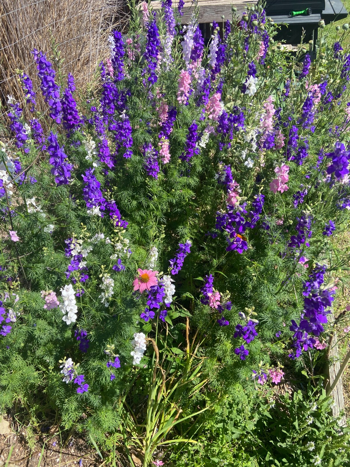 LARKSPUR SEEDS -50 Fresh Seeds – Mixed Colors – GORGEOUS Blooms!! FREE Shipping