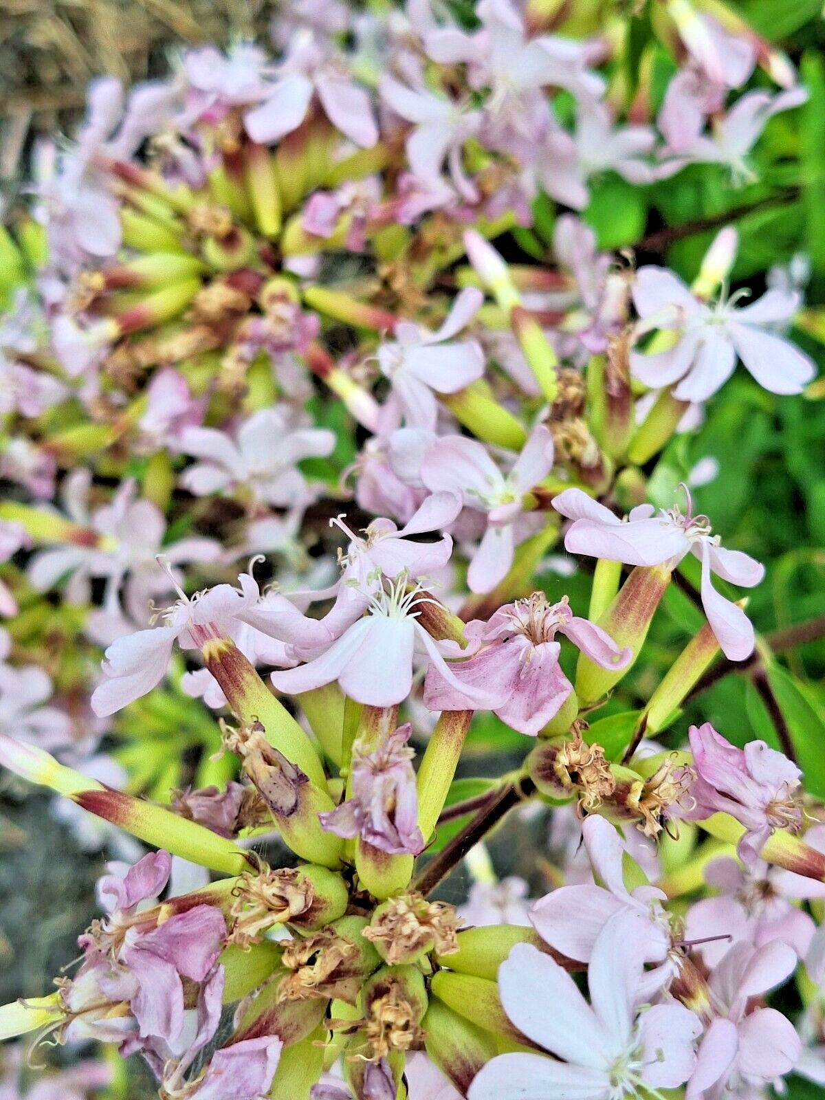 BLUSH PINK MALTICE CROSS 100 SEEDS. RARE COLOR, LYCHNIS CHALCEDONICA