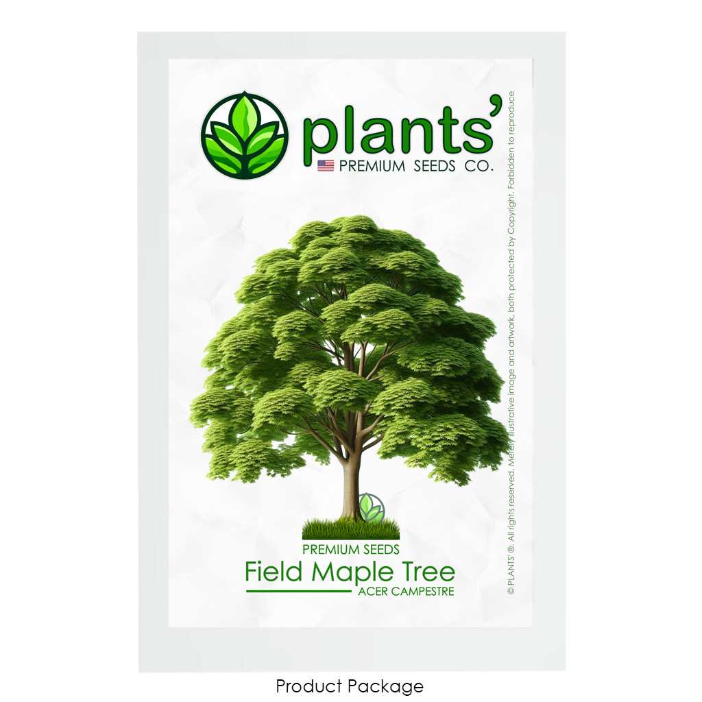 Field Maple Tree | Premium Seeds | Acer campestre ‘Summer’ | Plants’®