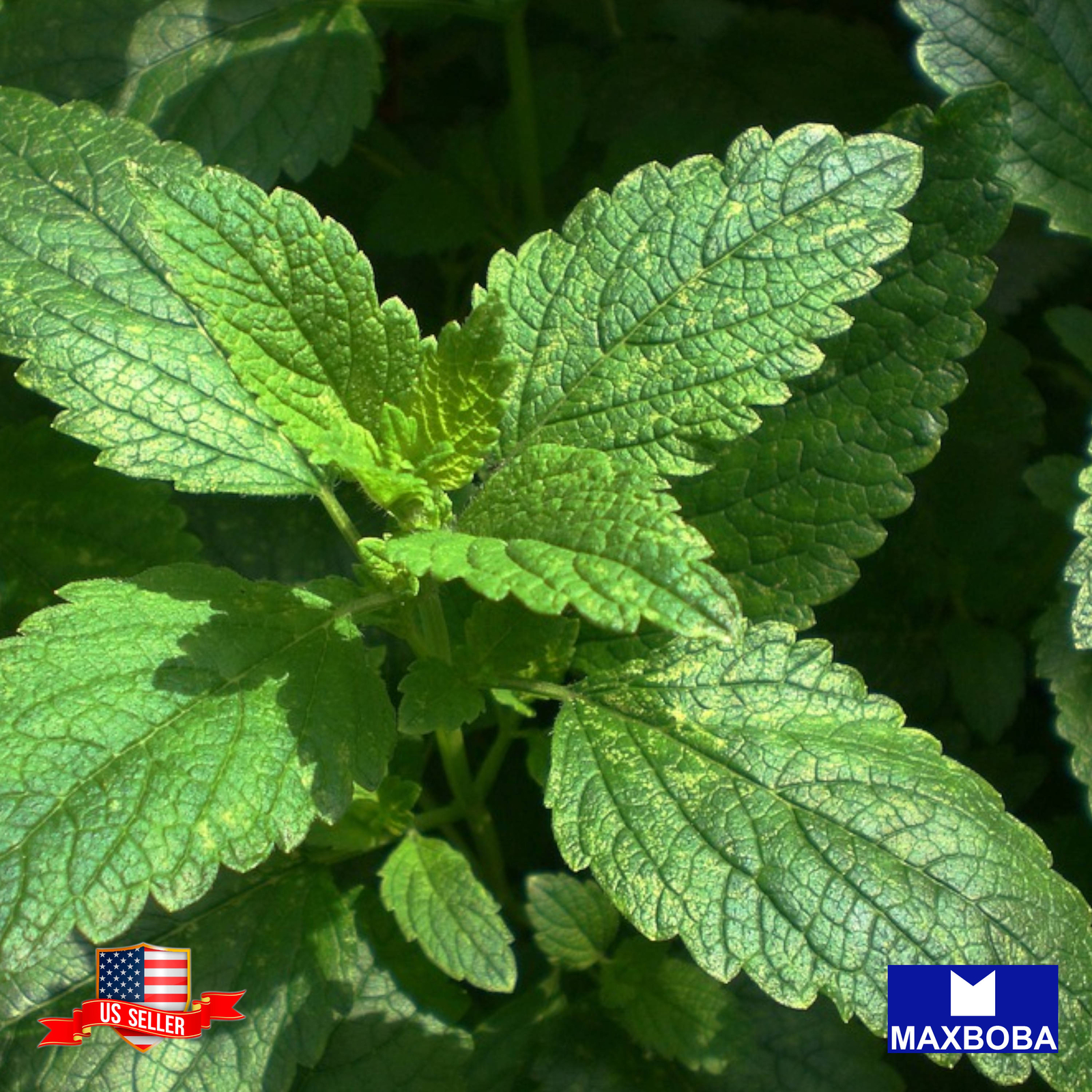 Lemon Balm Seeds Melissa Non-GMO / Heirloom / Mosquito Repellent Honey Plant